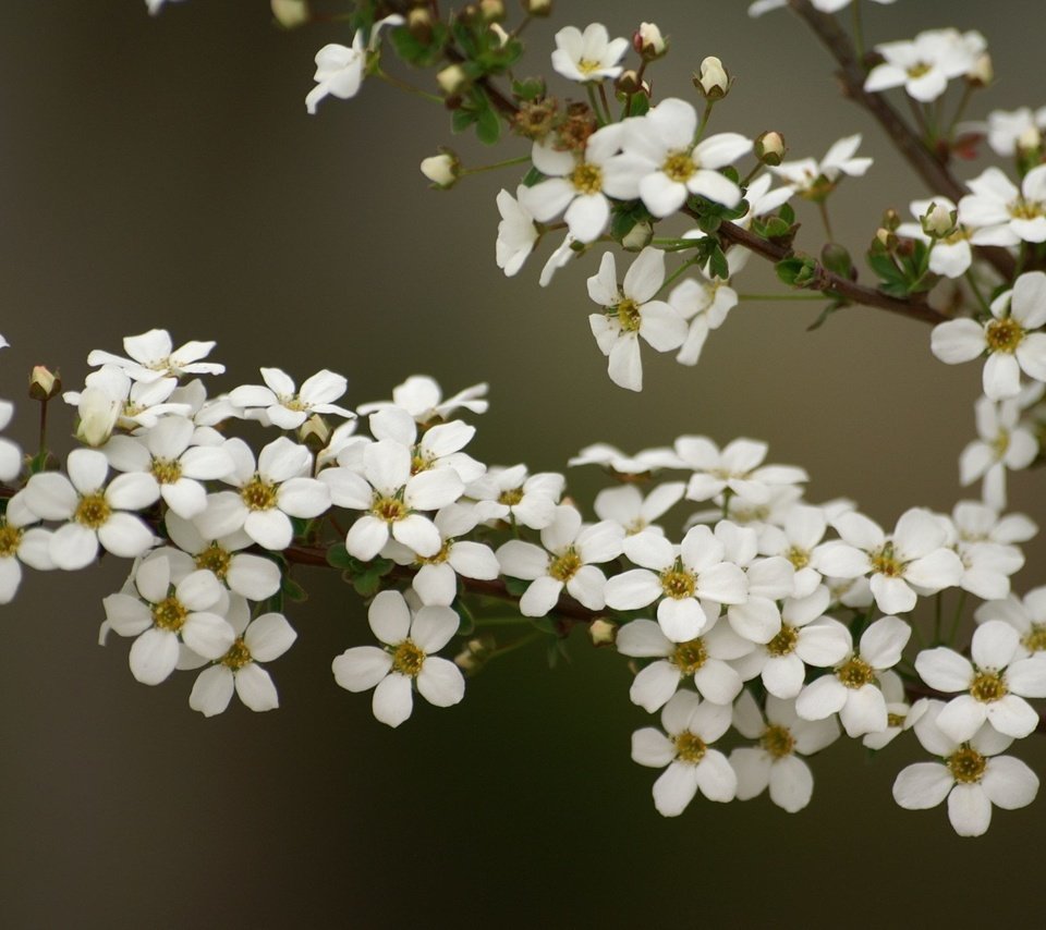 Обои цветы, ветка, flowers, branch разрешение 1920x1200 Загрузить