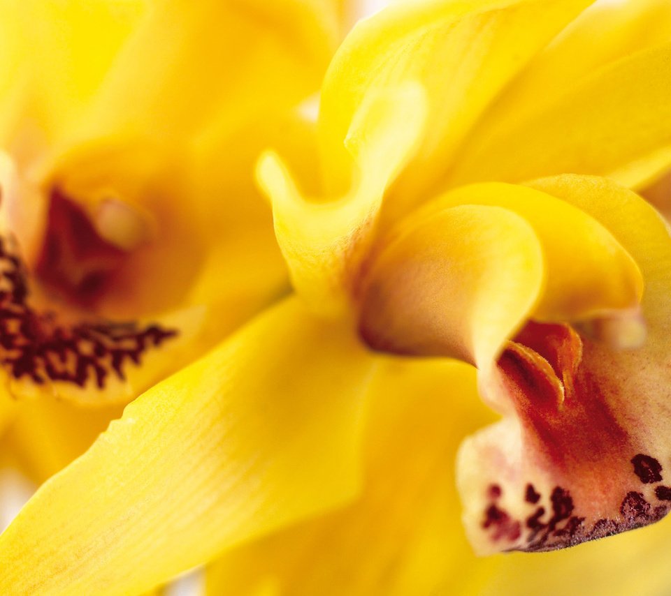 Обои цветы, лепестки, желтые, орхидеи, flowers, petals, yellow, orchids разрешение 1920x1200 Загрузить