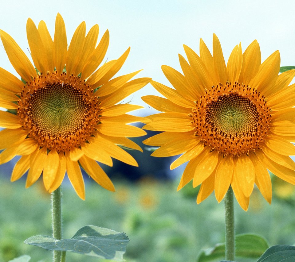 Обои подсолнух, sunflower разрешение 1920x1200 Загрузить