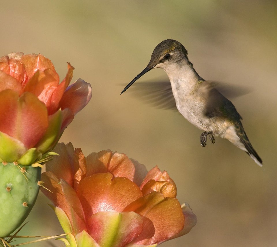 Обои природа, колибри, фон, пейзаж, цветок, птица, клюв, перья, кактус, nature, hummingbird, background, landscape, flower, bird, beak, feathers, cactus разрешение 1920x1200 Загрузить