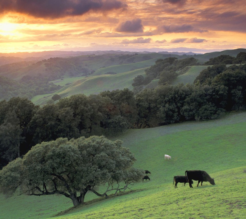 Обои деревья, горы, дерево, луг, коровы, trees, mountains, tree, meadow, cows разрешение 2000x1333 Загрузить