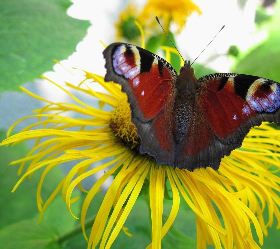 Обои цветок, бабочка, растение, павлиний глаз, девясил, flower, butterfly, plant, peacock, nard разрешение 1920x1200 Загрузить