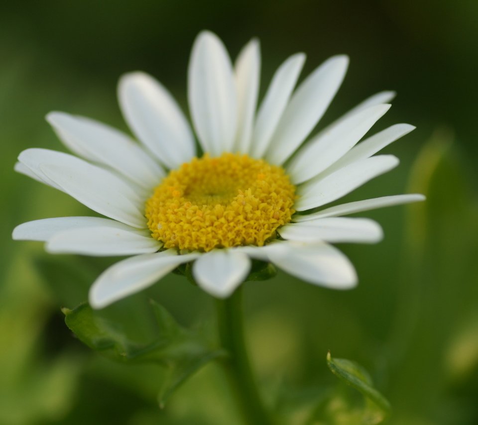 Обои цветок, ромашка, белая, flower, daisy, white разрешение 1920x1200 Загрузить