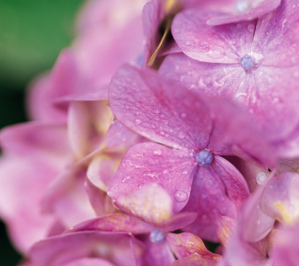 Обои цветы, капли, лепестки, гортензия, flowers, drops, petals, hydrangea разрешение 1920x1200 Загрузить