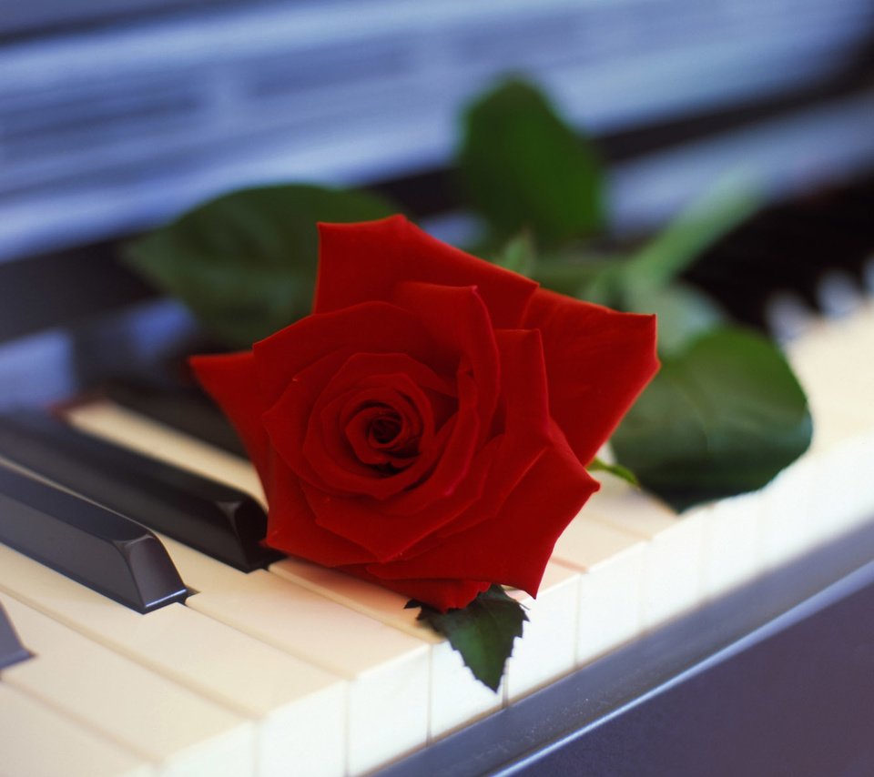 Обои роза, рояль, клавишы, rose, piano, key разрешение 1920x1200 Загрузить