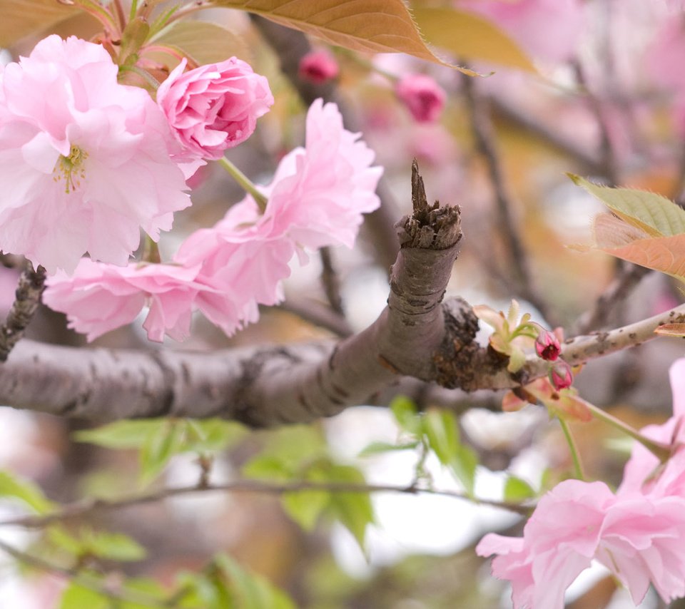 Обои ветка, цветение, весна, сакура, branch, flowering, spring, sakura разрешение 1920x1200 Загрузить