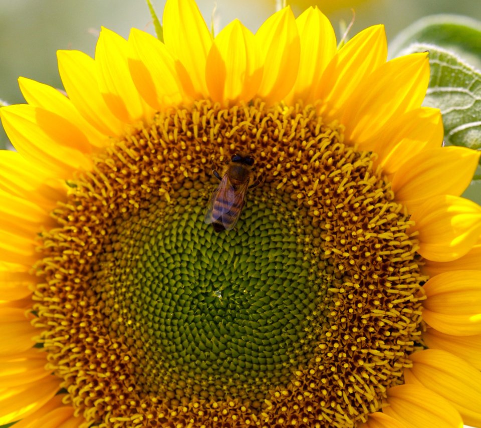 Обои подсолнух, пчела, sunflower, bee разрешение 1920x1200 Загрузить