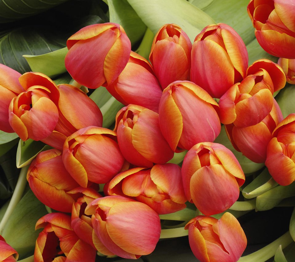 Обои цветы, бутоны, весна, букет, тюльпаны, 8 марта, flowers, buds, spring, bouquet, tulips, march 8 разрешение 1920x1200 Загрузить