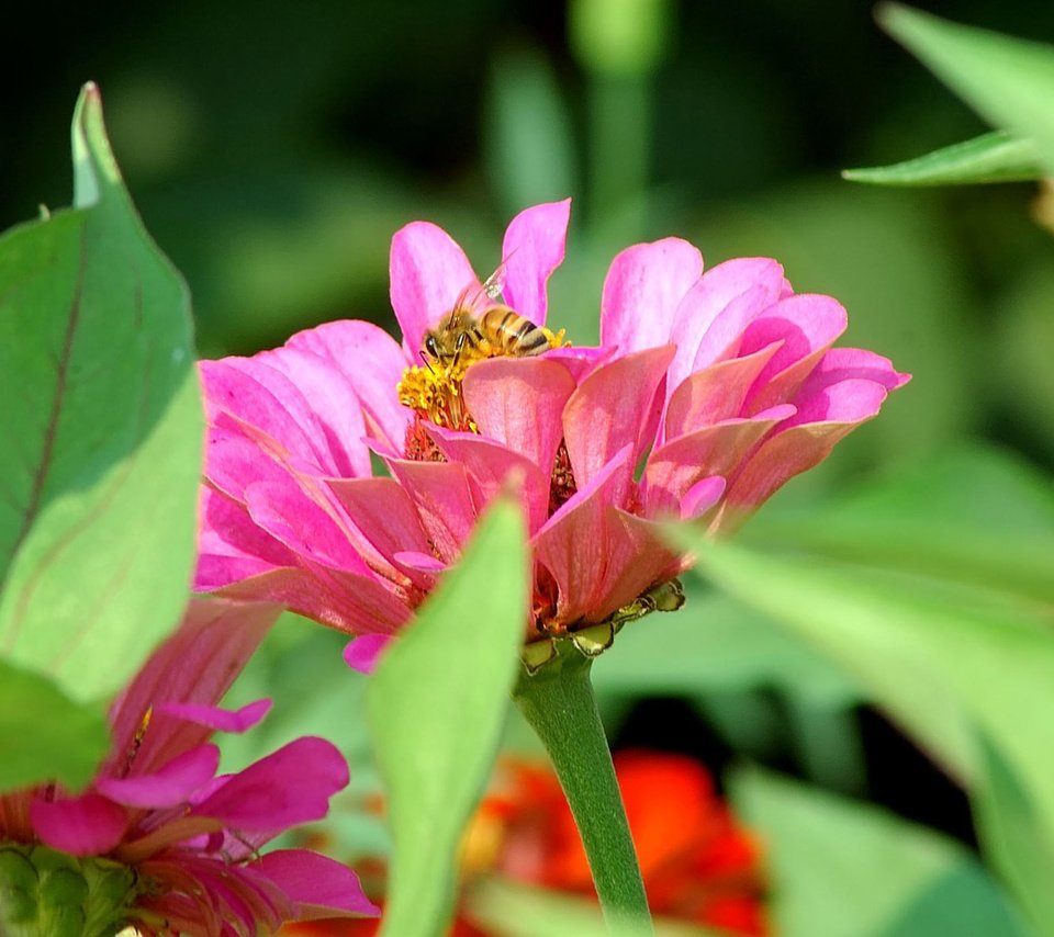 Обои цветы, насекомое, пчела, цинния, flowers, insect, bee, zinnia разрешение 1920x1200 Загрузить