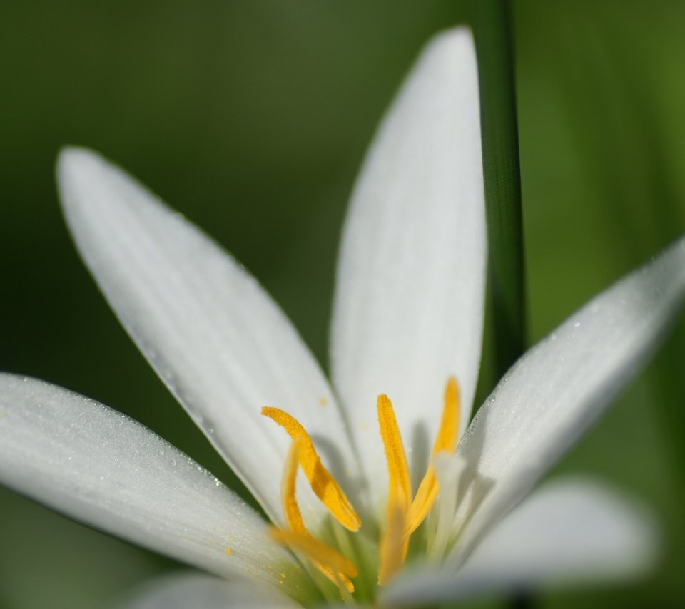 Обои макро, фон, цветок, белый, лилия, macro, background, flower, white, lily разрешение 1920x1200 Загрузить