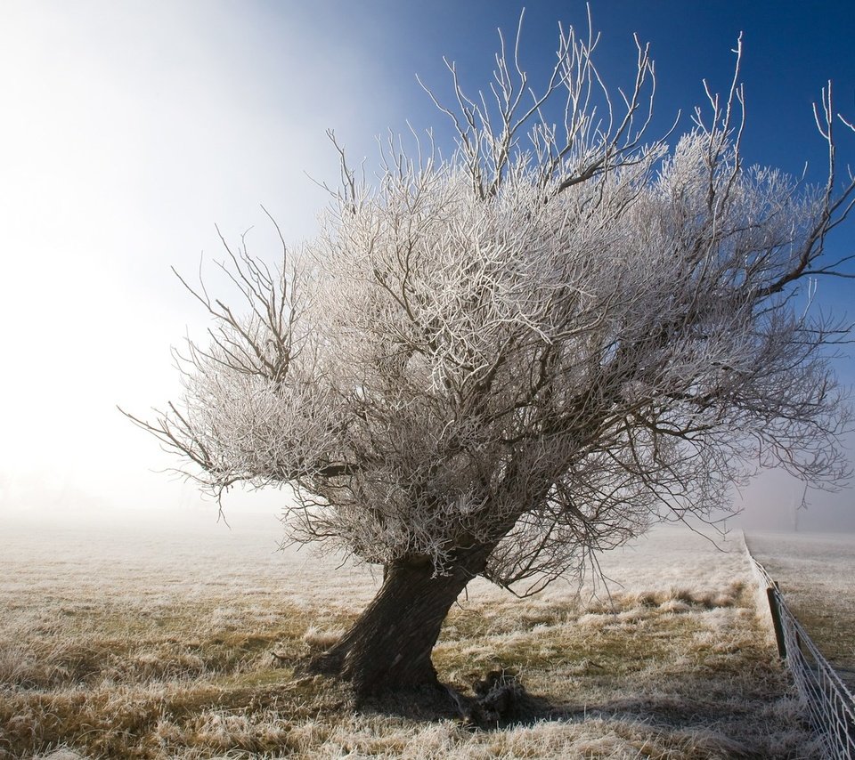 Обои дерево, иней, забор, tree, frost, the fence разрешение 1920x1200 Загрузить