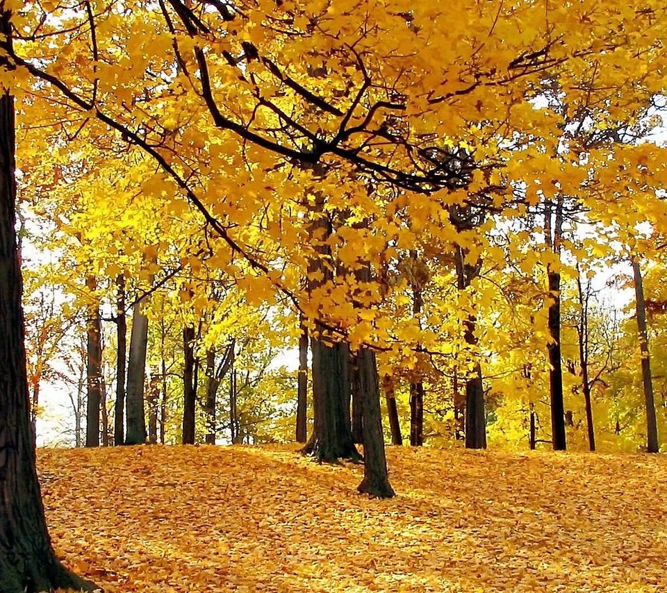 Обои деревья, лес, листья, листва, осень, trees, forest, leaves, foliage, autumn разрешение 1920x1080 Загрузить