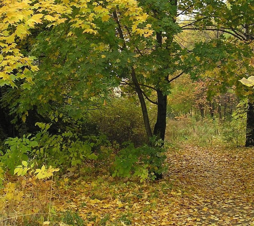 Обои деревья, лес, листья, листва, осень, тропа, trees, forest, leaves, foliage, autumn, trail разрешение 1920x1080 Загрузить