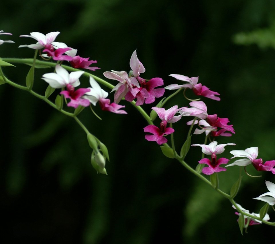 Обои цветы, темный фон, орхидеи, flowers, the dark background, orchids разрешение 1920x1200 Загрузить