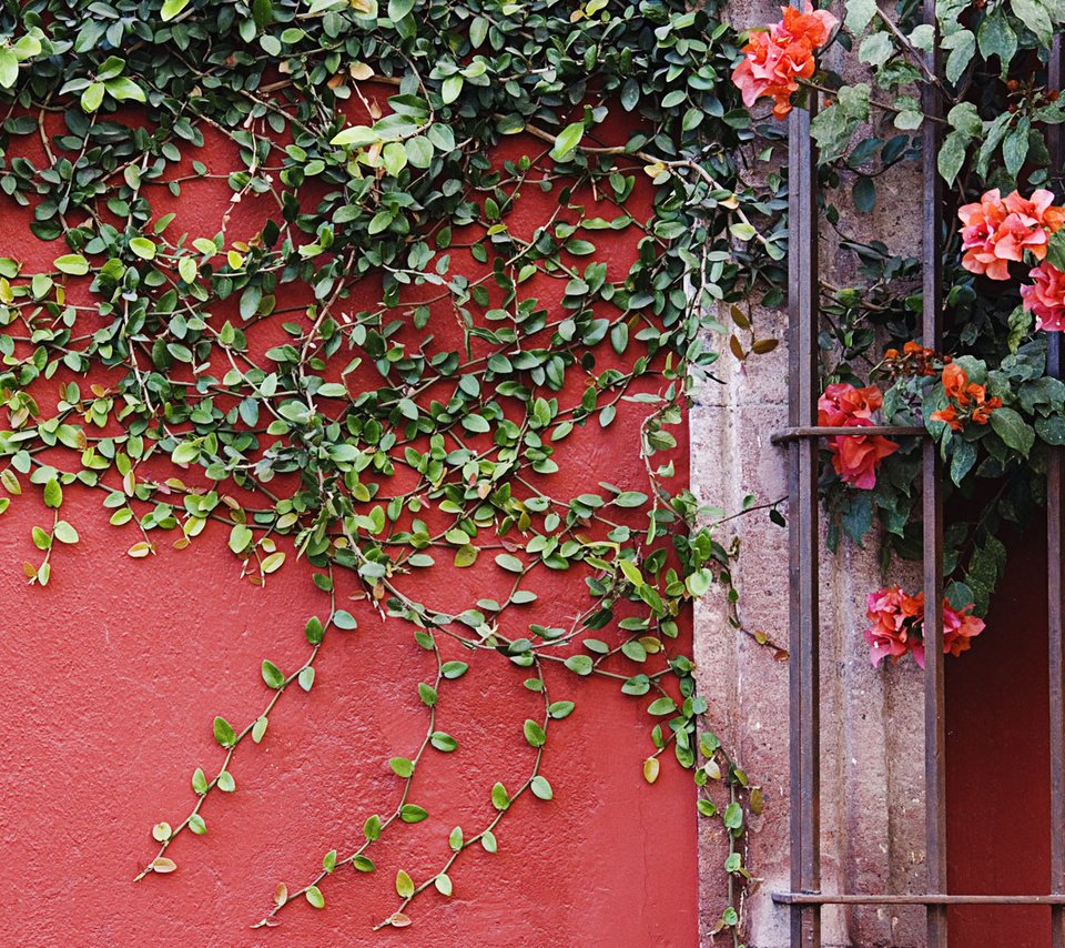 Обои цветы, листья, стена, лианы, flowers, leaves, wall, vines разрешение 1920x1200 Загрузить