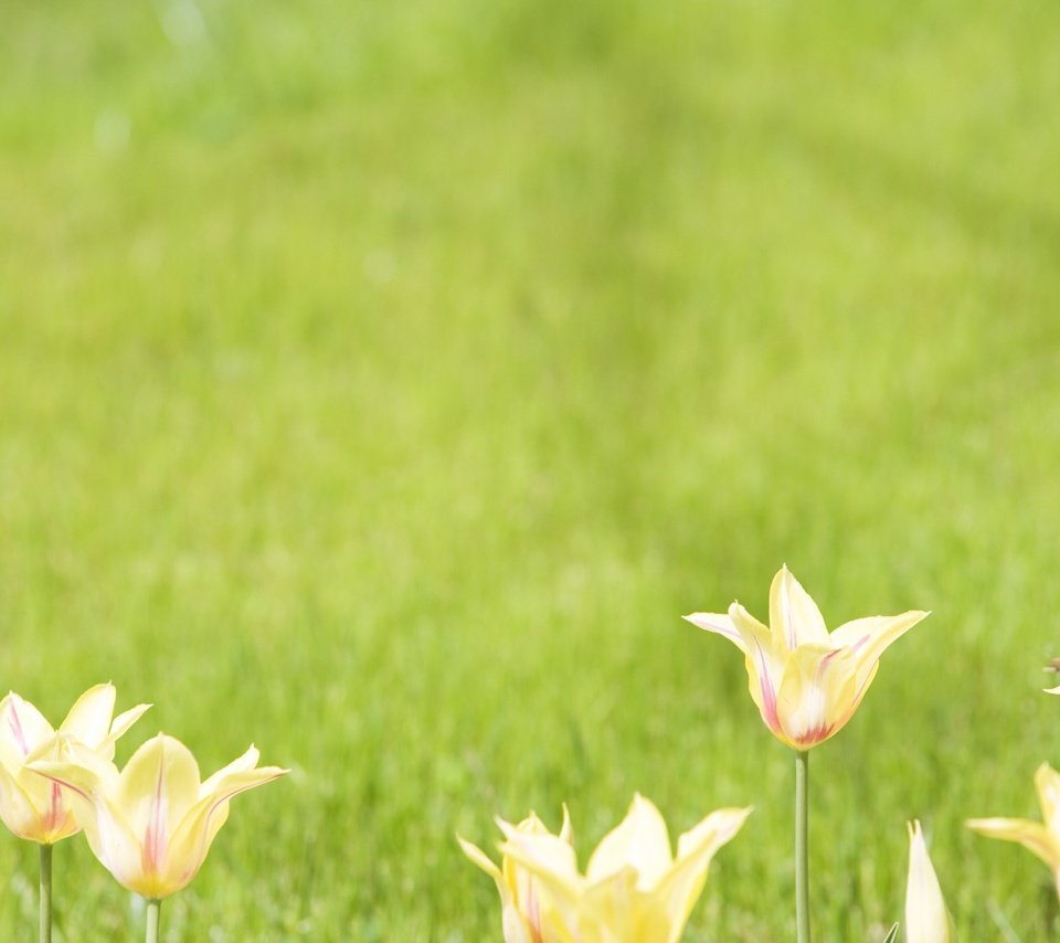 Обои цветы, тюльпаны, зеленый фон, flowers, tulips, green background разрешение 1920x1200 Загрузить