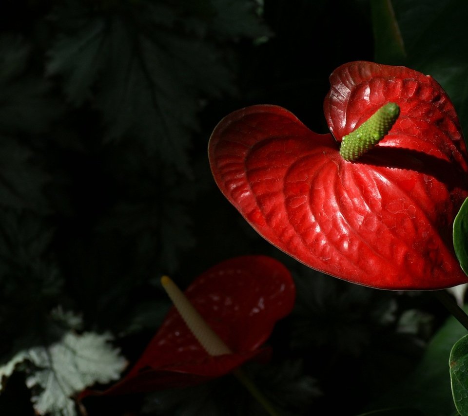 Обои цветы, листья, лепестки, антуриум, flowers, leaves, petals, anthurium разрешение 1920x1200 Загрузить