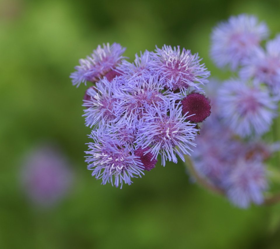 Обои цветы, размытость, агератум, flowers, blur, ageratum разрешение 1920x1200 Загрузить