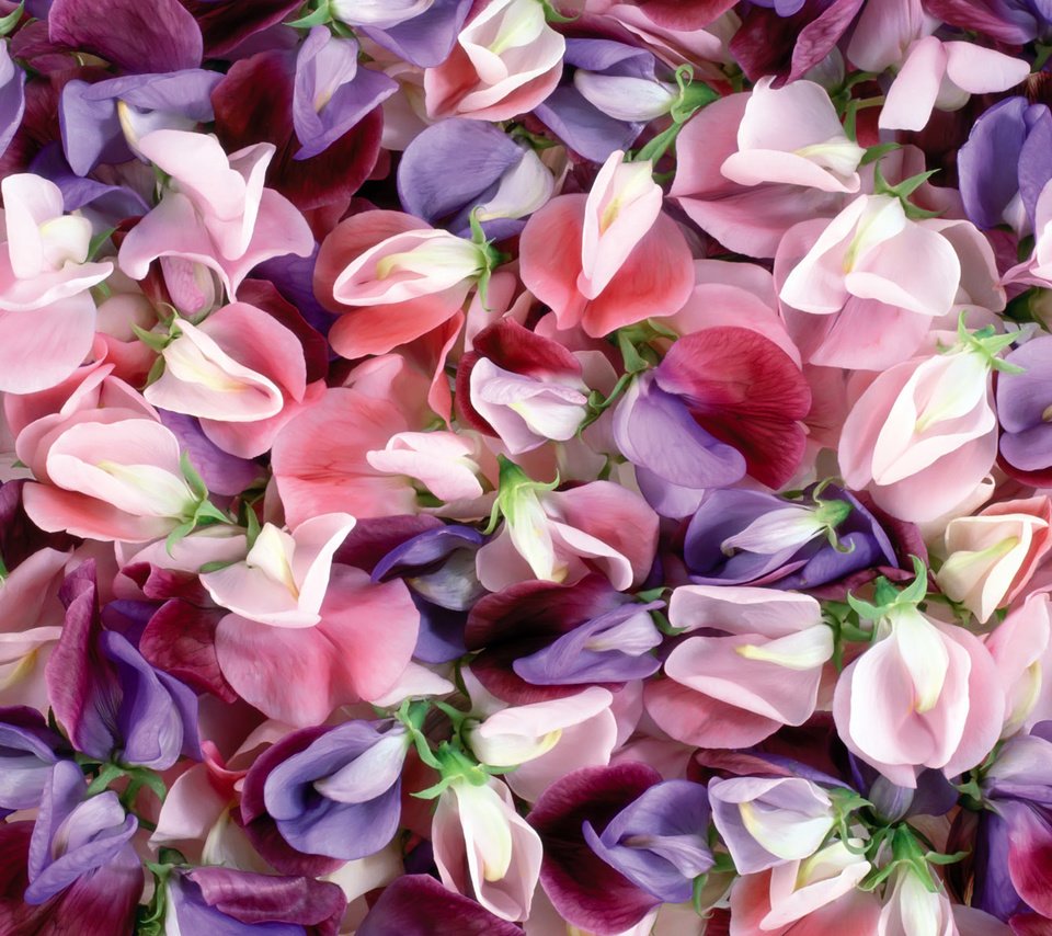 Обои цветы, текстура, макро, лепестки, душистый горошек, flowers, texture, macro, petals, sweet peas разрешение 1920x1200 Загрузить