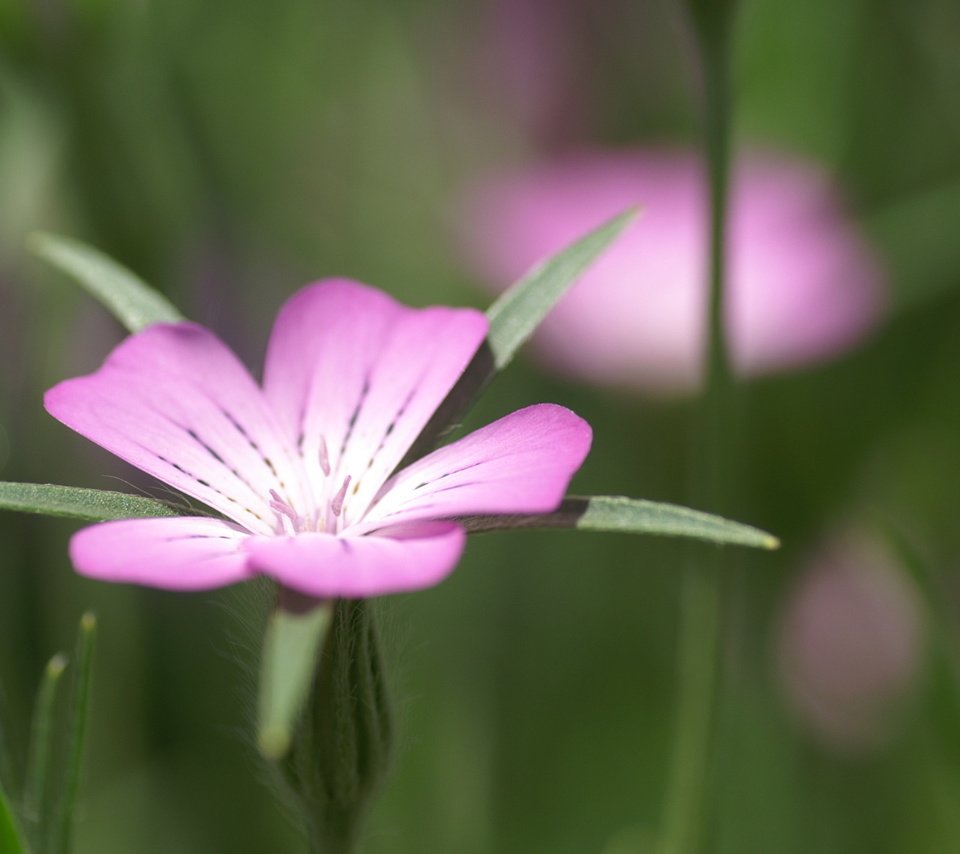 Обои обои, цветок, лепестки, листок, размытость, куколь, wallpaper, flower, petals, leaf, blur, cockle разрешение 1920x1200 Загрузить