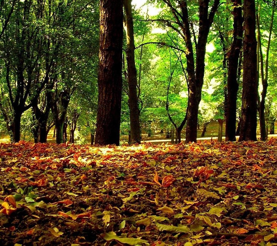 Обои деревья, листья, осень, осенние листья, trees, leaves, autumn, autumn leaves разрешение 1920x1080 Загрузить