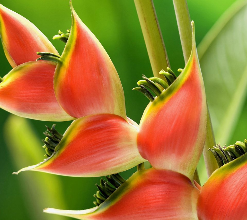 Обои цветок, растение, геликония, flower, plant, heliconia разрешение 1920x1200 Загрузить