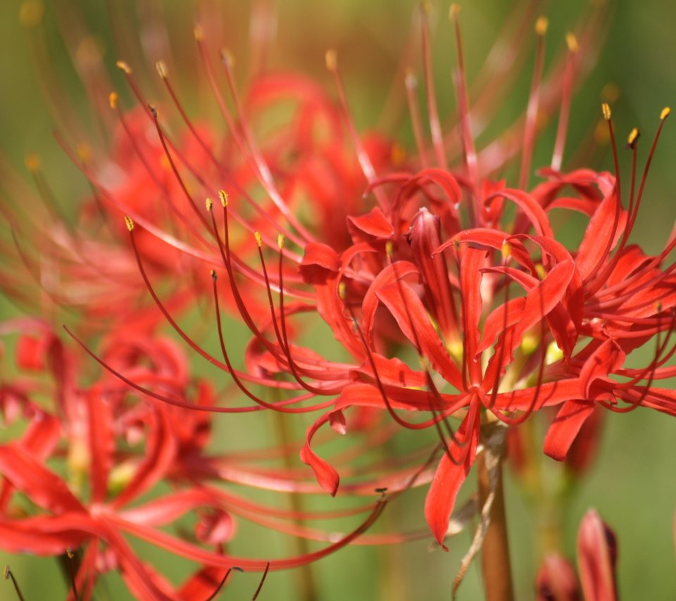 Обои цветы, лилии, лилейники, ликорис лучистый, ликорис, flowers, lily, the daylilies, he lost his parents, radiant, he lost his parents, разрешение 1920x1200 Загрузить