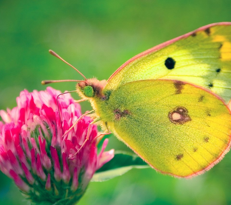 Обои клевер, цветок, бабочка, желтушка луговая, clover, flower, butterfly, european swallowtail разрешение 1920x1200 Загрузить