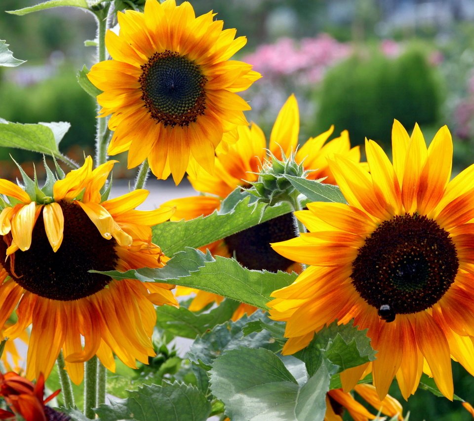 Обои цветы, зелень, лето, сад, подсолнухи, flowers, greens, summer, garden, sunflowers разрешение 2560x1600 Загрузить