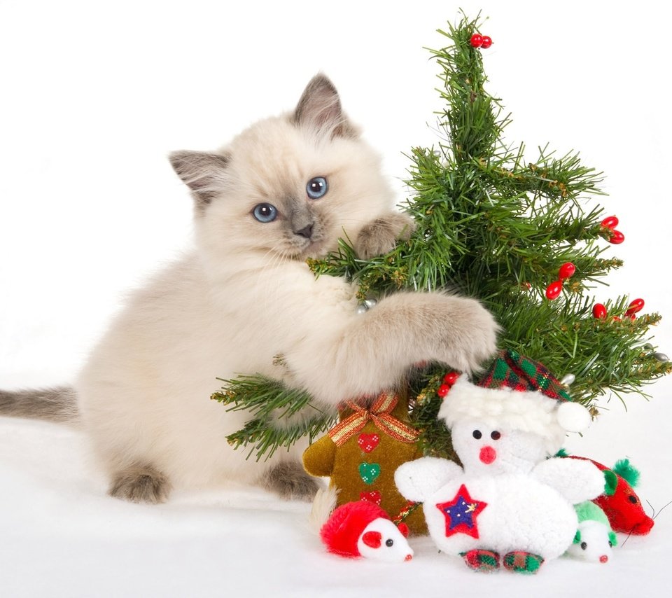 Обои новый год, лапки, елка, ёлочка, мордочка, кошка, взгляд, котенок, снеговик, голубые глаза, new year, legs, tree, herringbone, muzzle, cat, look, kitty, snowman, blue eyes разрешение 1920x1200 Загрузить
