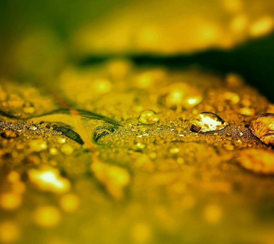 Обои макро, капли, листик, после дождя, капли дождя, macro, drops, leaf, after the rain, raindrops разрешение 1920x1080 Загрузить