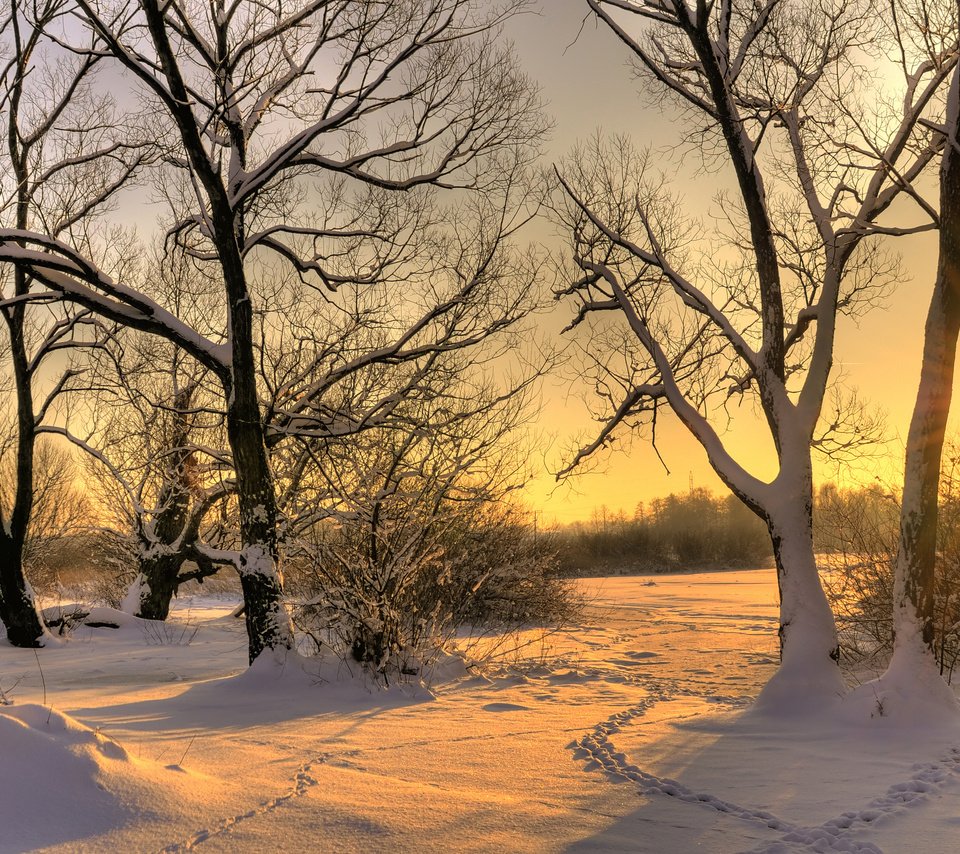 Обои деревья, солнце, снег, зима, trees, the sun, snow, winter разрешение 3327x2200 Загрузить