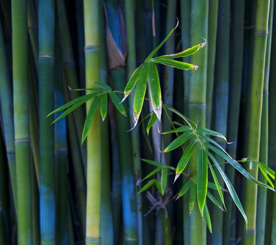 Обои бамбук, стебли, bamboo, stems разрешение 1920x1080 Загрузить