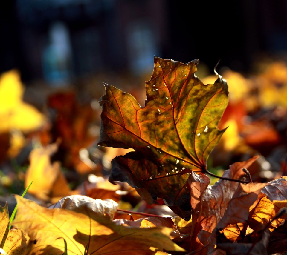 Обои макро, листва, осень, много, осенние листья, macro, foliage, autumn, a lot, autumn leaves разрешение 1920x1080 Загрузить