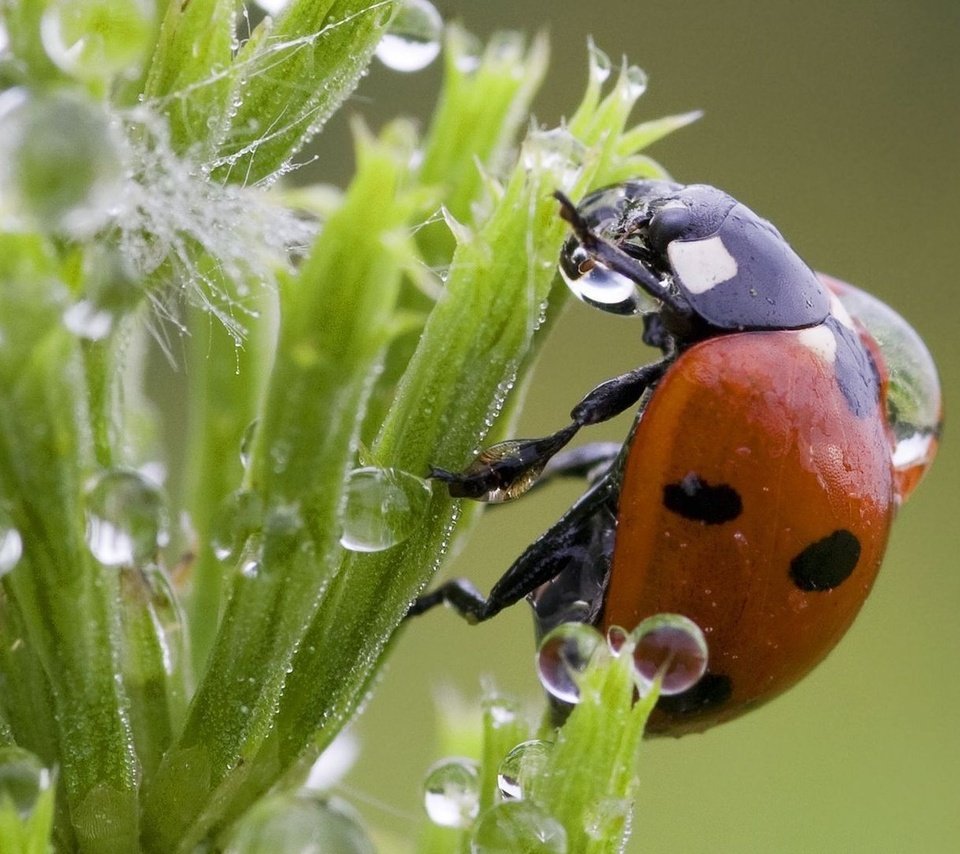 Обои трава, капли, божья коровка, grass, drops, ladybug разрешение 1920x1080 Загрузить