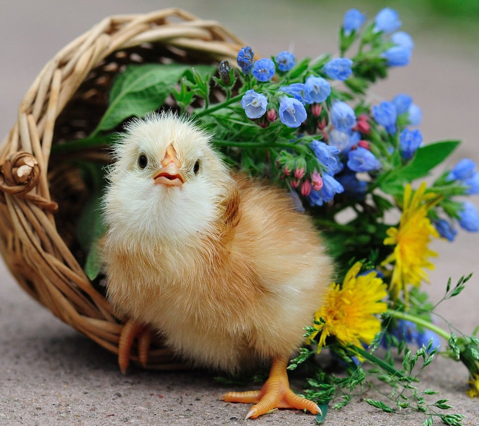 Обои цветы, птенец, корзина, цыплёнок, курица, петух, птенчик, flowers, chick, basket, chicken, cock разрешение 2560x1600 Загрузить