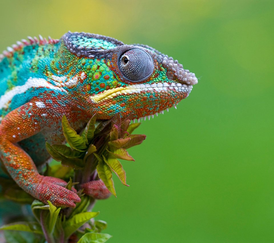 Обои макро, разноцветный, ящерица, хамелеон, рептилия, macro, colorful, lizard, chameleon, reptile разрешение 1920x1200 Загрузить
