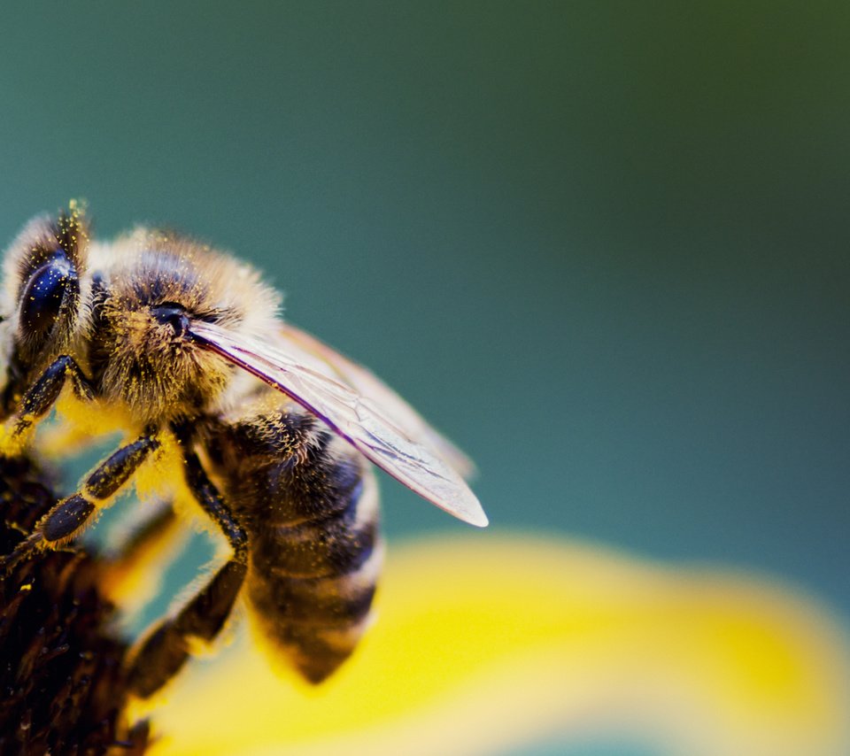 Обои насекомое, цветок, крылья, пчела, пыльца, крупным планом, insect, flower, wings, bee, pollen, closeup разрешение 1920x1080 Загрузить