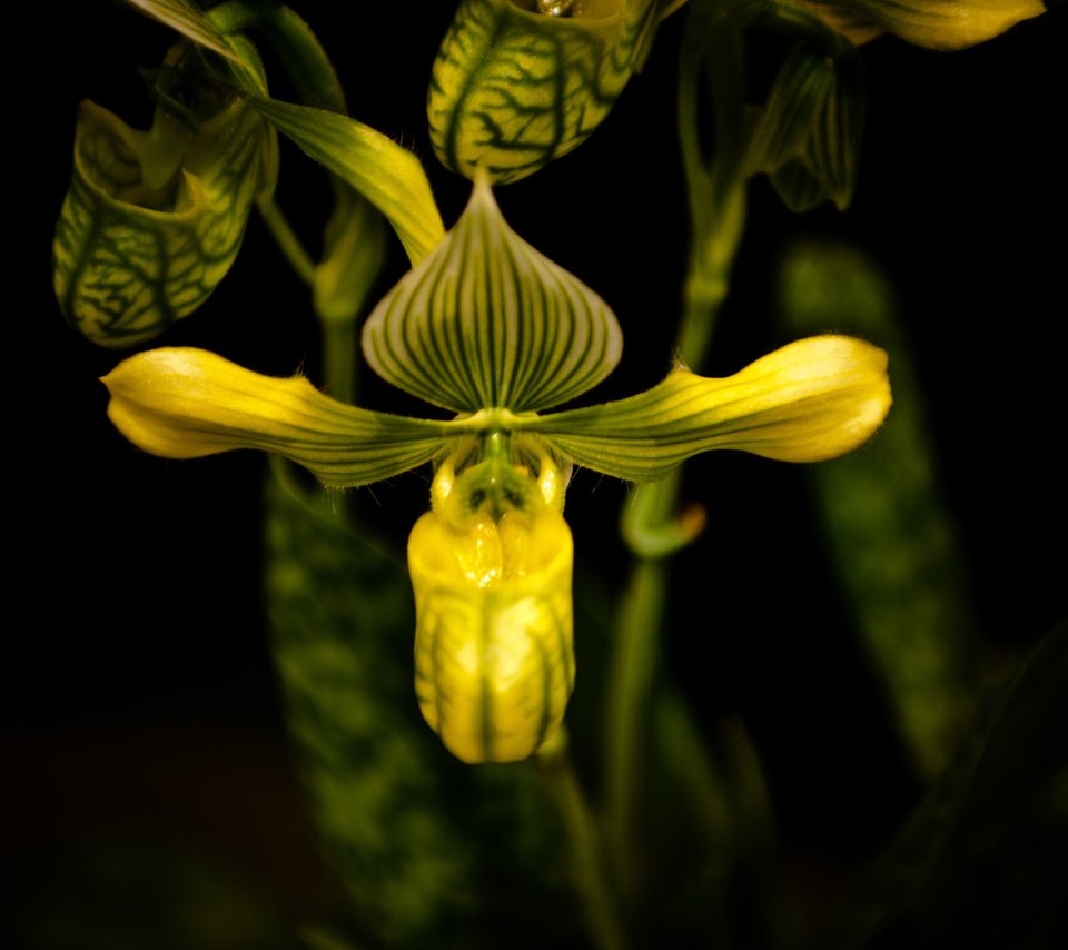 Обои цветок, черный фон, орхидея, пафиопедилум, flower, black background, orchid, paphiopedilum разрешение 2560x1600 Загрузить