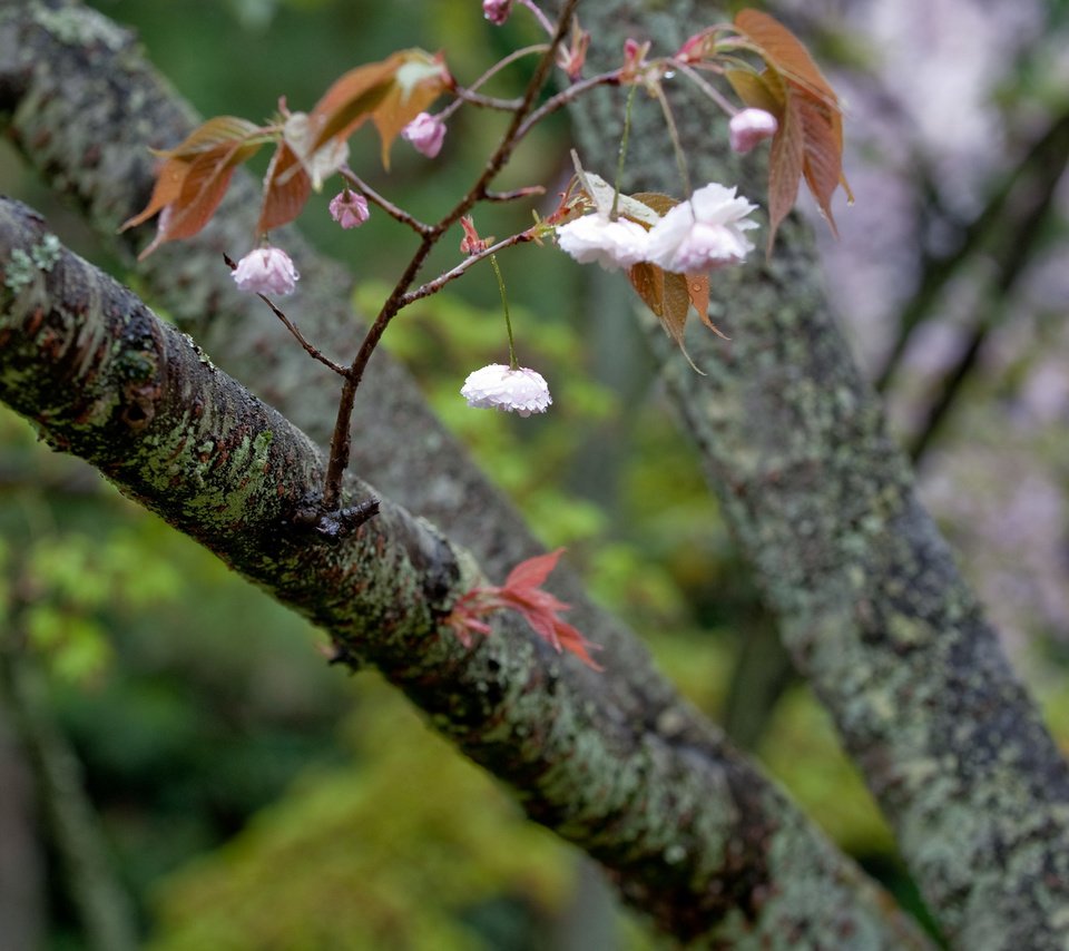 Обои дерево, цветение, ветки, весна, tree, flowering, branches, spring разрешение 2560x1600 Загрузить