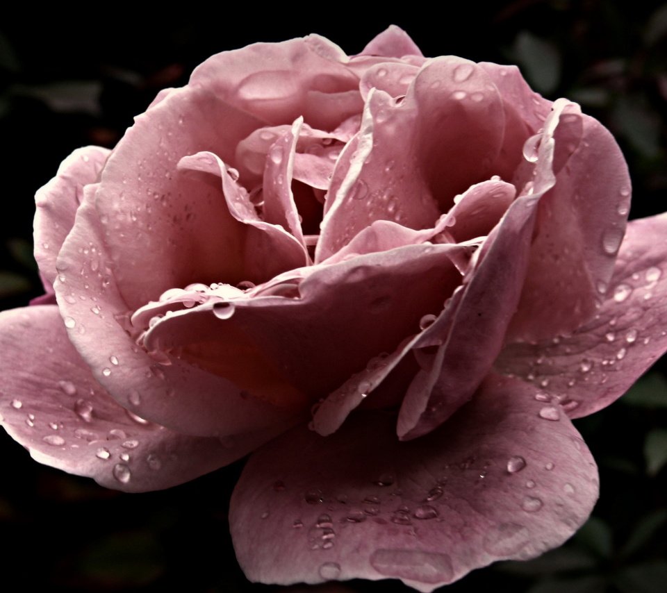 Обои цветок, капли, роза, крупный план, розовая, flower, drops, rose, close-up, pink разрешение 1920x1200 Загрузить