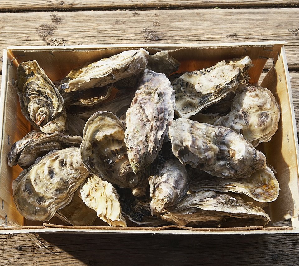 Обои морепродукты, моллюски, устрицы, seafood, shellfish, oysters разрешение 1920x1200 Загрузить