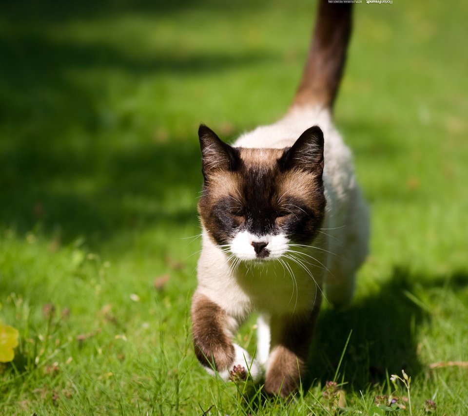 Обои глаза, трава, кошка, взгляд, eyes, grass, cat, look разрешение 2560x1600 Загрузить