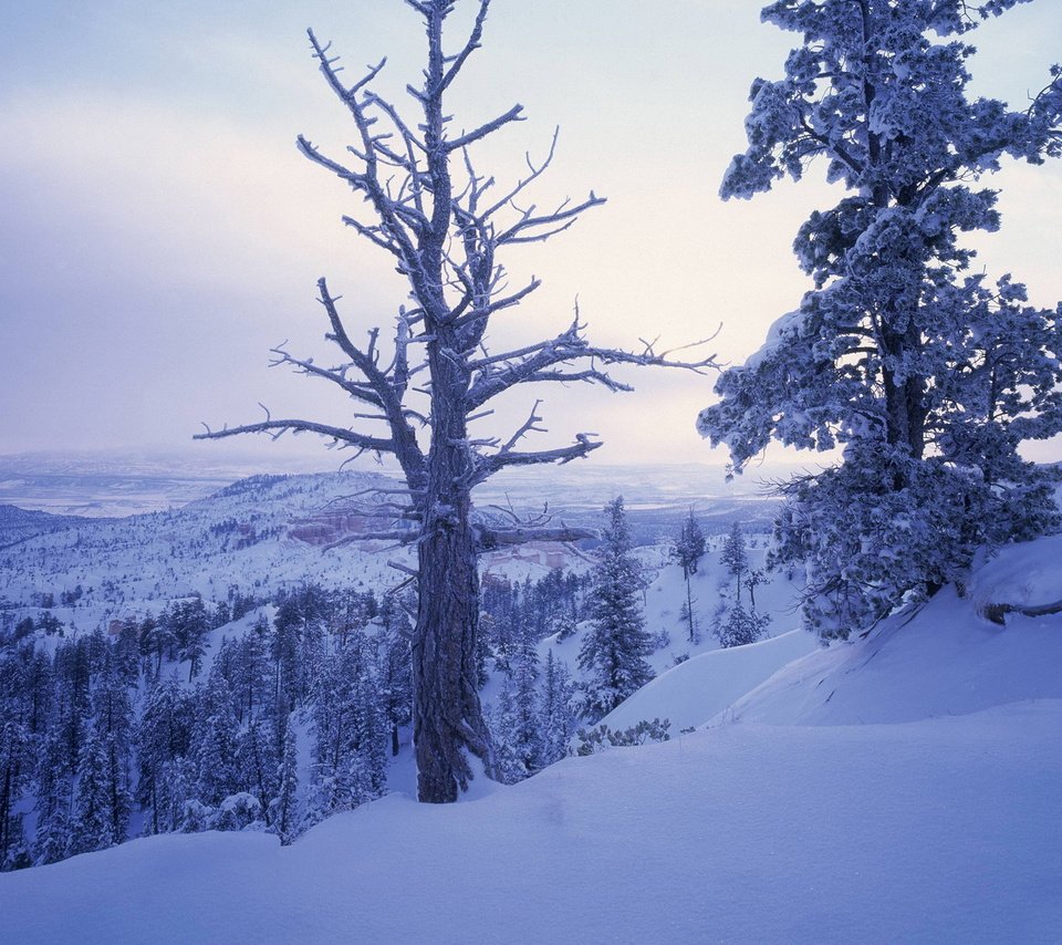 Обои деревья, горы, снег, зима, ветки, холм, trees, mountains, snow, winter, branches, hill разрешение 1920x1200 Загрузить