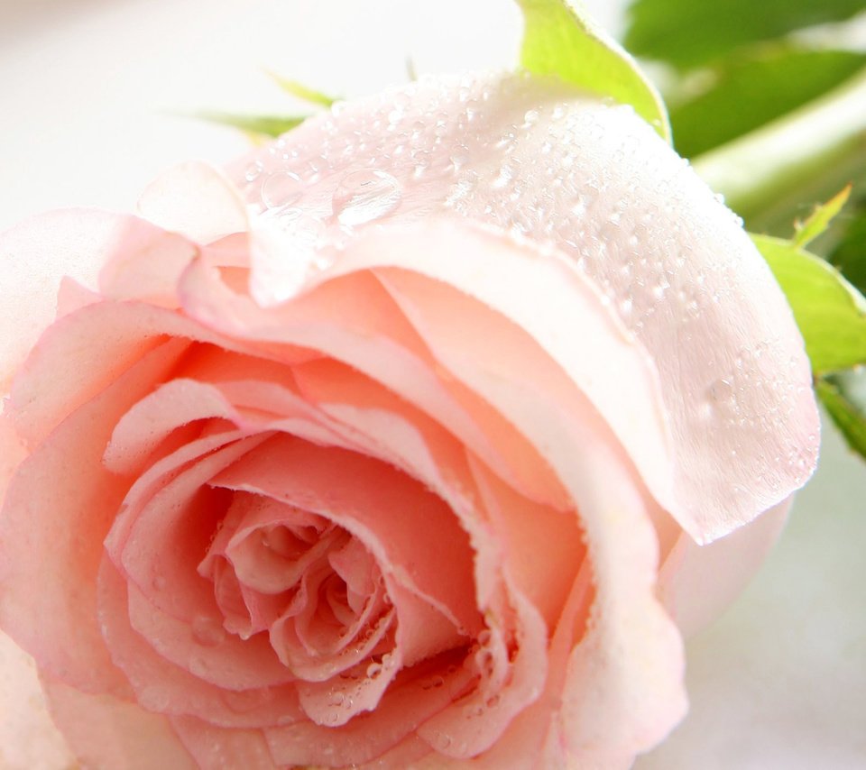 Обои цветок, роса, капли, роза, лепестки, розовая, flower, rosa, drops, rose, petals, pink разрешение 2560x1600 Загрузить