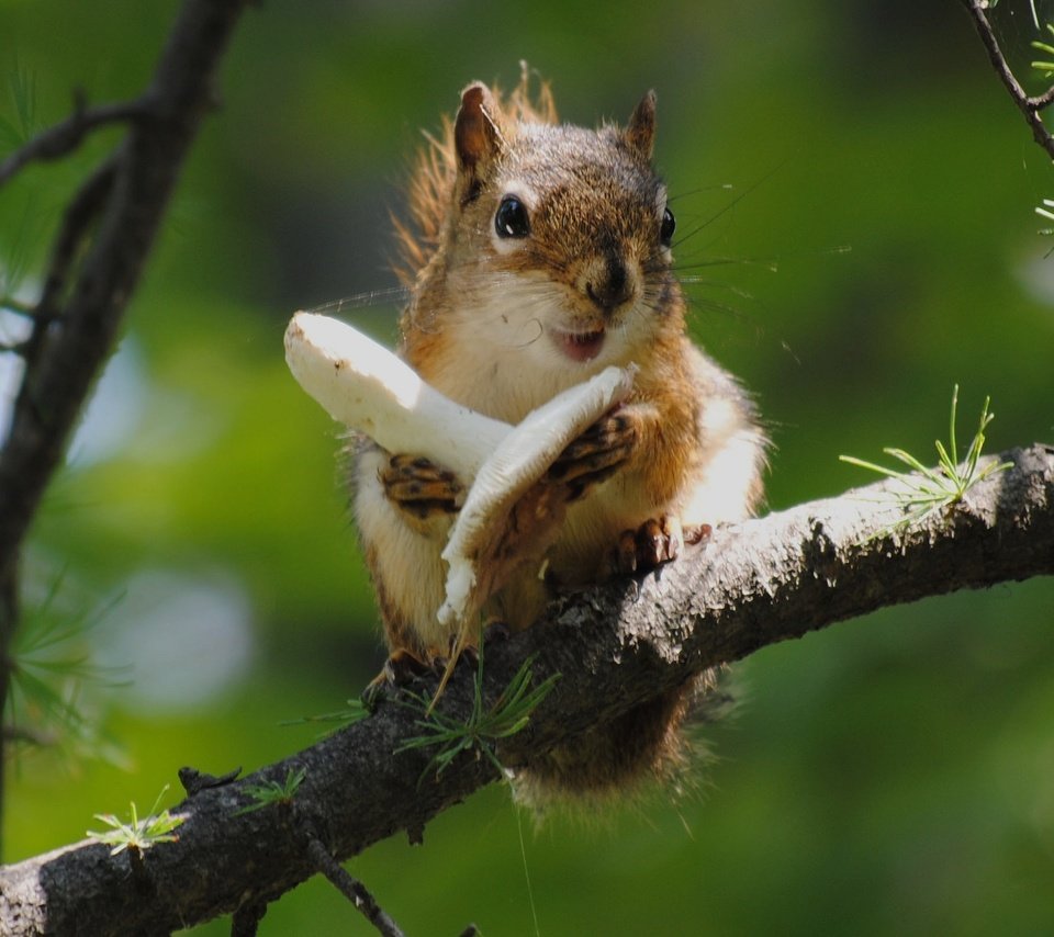 Обои ветка, дерево, еда, гриб, белка, белочка, branch, tree, food, mushroom, protein, squirrel разрешение 2560x1600 Загрузить