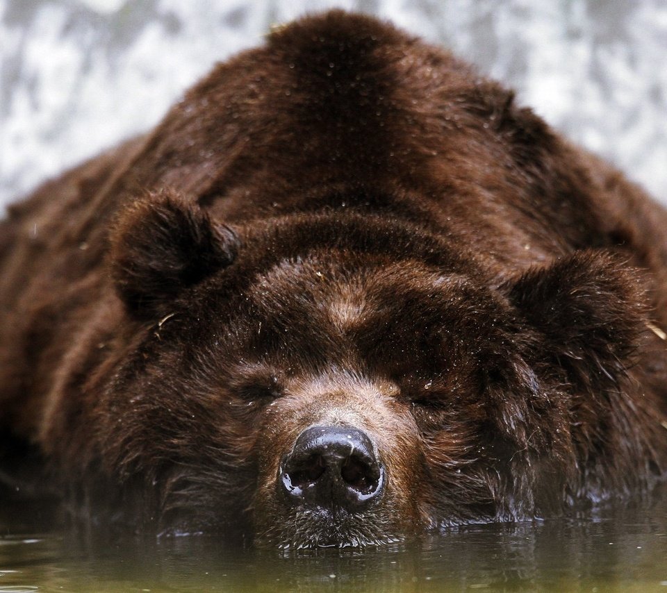 Обои морда, вода, медведь, отдых, бурый, face, water, bear, stay, brown разрешение 2560x1600 Загрузить