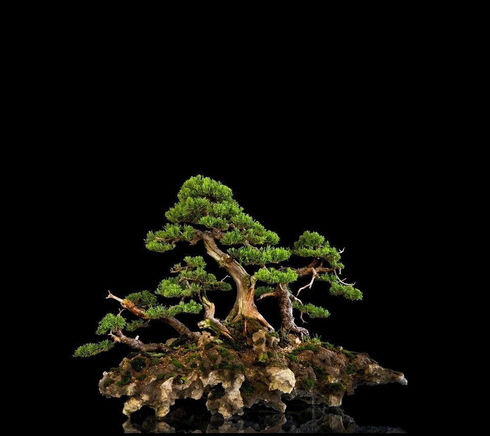 Обои дерево, отражение, фон, черный, мини, бонсай, tree, reflection, background, black, mini, bonsai разрешение 1920x1200 Загрузить