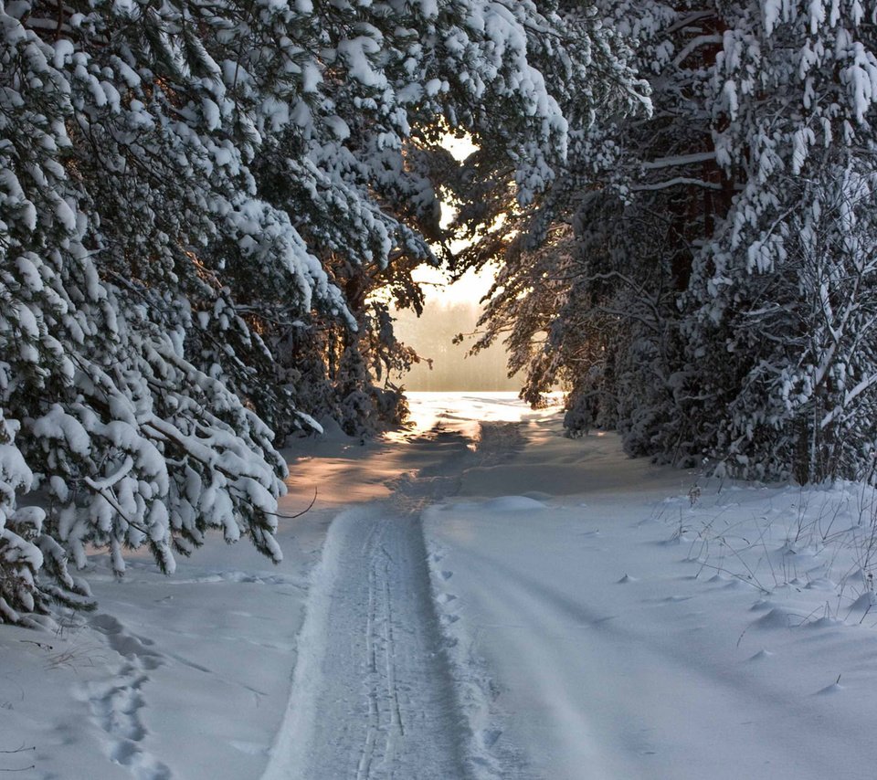 Обои снег, лес, хвоя, зима, тропа, snow, forest, needles, winter, trail разрешение 1920x1080 Загрузить