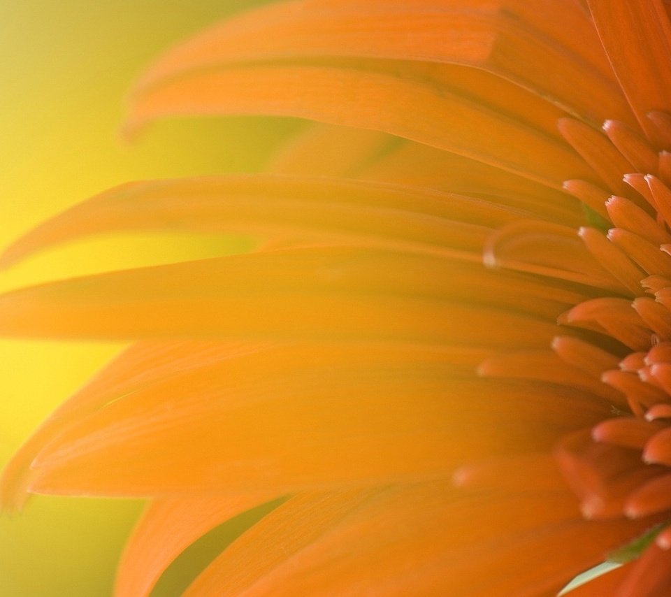 Обои цветок, лепестки, блики, оранжевый, гербера, крупным планом, flower, petals, glare, orange, gerbera, closeup разрешение 1920x1080 Загрузить